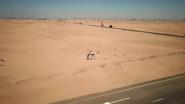 Aerial view of camels in a desert