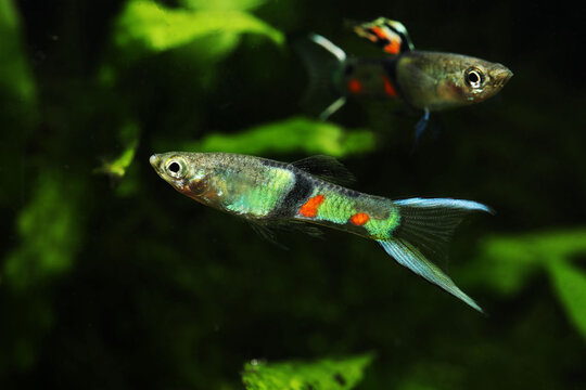 Scissortail Endler Guppy in aquarium