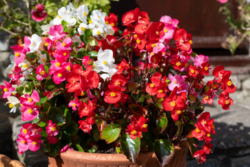 Close up of begonia flowers in bloom