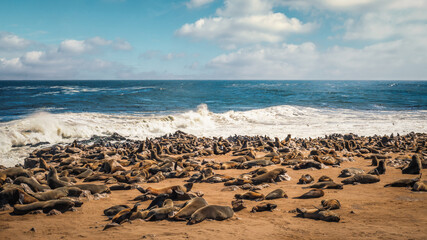 Fototapeta na wymiar The huge seal colony at Cape Cross Seal Reserve, skeleton Coast, Namibia. Home to one of the largest colonies of Cape fur seals (Arctocephalus pusillus) in the world.