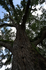Ferns and Spanish Moss Growing on a Big Old Oak Tree