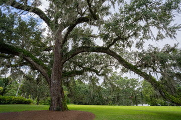 Ferns and Spanish Moss Growing on a Big Old Oak Tree