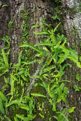 Ferns and Spanish Moss Growing on a Big Old Oak Tree