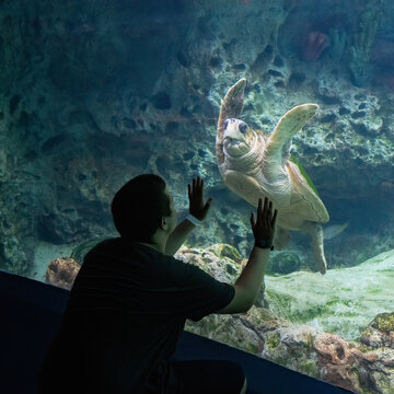 A Visitor and a Sea Turtle in an Aquarium