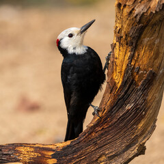 Constrasting colors - White-headed Woodpecker (Picoides albolarvatus) on old log