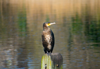 Cormorant seats on wooden pillar with turned right head. 