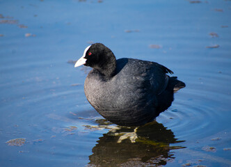 Eurasian Coot stays in lake with legs under water in Hyde park London