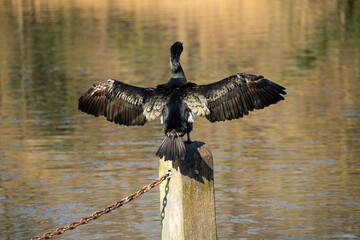 Cormorant on the wooden pillar with metal chain with spread black wings. 