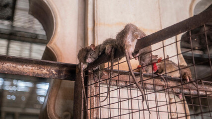 Karni Mata Temple - Rat Temple India - Bikaner Mouse