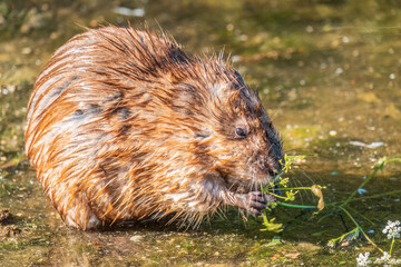 Wild animal Muskrat, Ondatra zibethicuseats, eats on the river bank