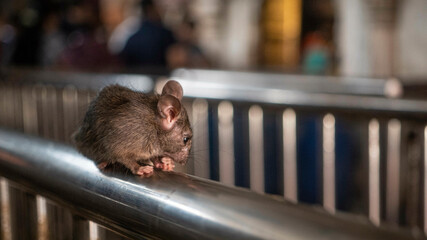 Karni Mata Temple - Rat Temple India - Bikaner Mouse