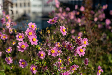 Beautiful delicate pink flowers, known as snowdrop anemone or snowdrop windflower (wood anemone). Flowers have five petals and yellow center and are fragrant. 