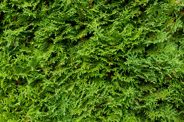 Texture green, Wall, green, leaves, plant, background green, Texture , Christmas