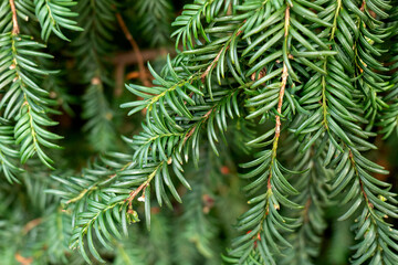 Texture green, Wall, green, leaves, plant, background green, Texture , Christmas