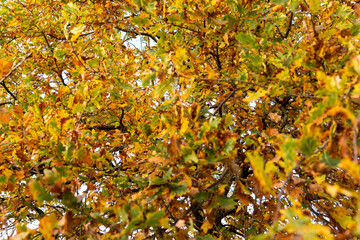 Autumn, leaves, Background, Forest, Yellow Color