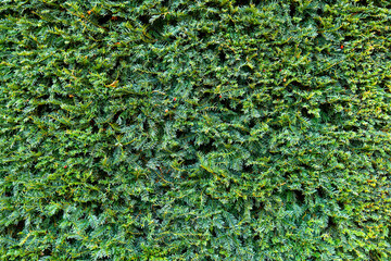 Texture green, Wall, green, leaves, plant, background green, Texture , Christmas