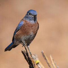 Perched -Western Bluebird (Sialia mexicana) Eastern Oregon.