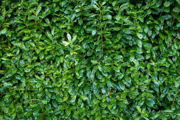 Texture green, Wall, green, leaves, plant, background green, Texture , Christmas
