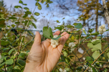 Snowberry or Chiococca alba is a species of flowering plant in the coffee family