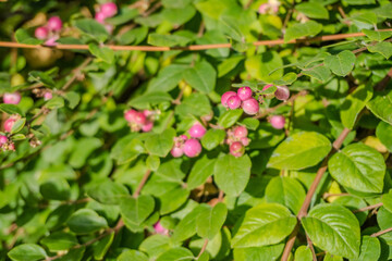 Symphoricarpos doorenbosii Mother of Pearl or Gaultheria bush in garden