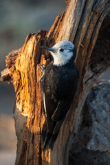 Evening Light - White-headed Woodpecker (Picoides albolarvatus) Central Oregon