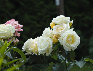 White roses in the garden