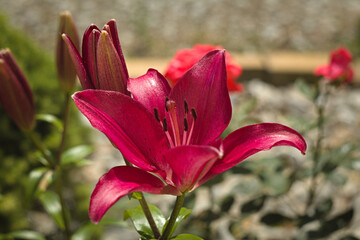 red lily in the garden