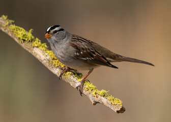 Looking at you! - White-crowned Sparrow (Zonotrichia leucophrys) Eastern Oregon