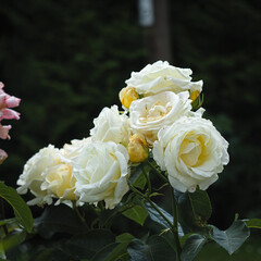 bouquet of white roses