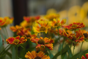 orange flowers in the garden