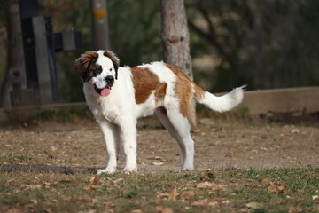 St. Bernard puppy