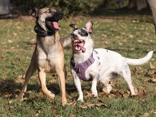 Two mixed breed dogs making funny faces