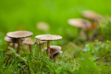 A mushroom colony in the garden. Close up. Text space. Outdoor shot