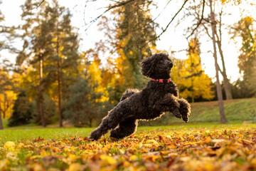 dog jumping in the autumn leaves