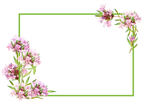 Watercolor drawing of broadleaf thyme isolated on white background. Blooming flowers are collected in a frame. Fragrant kitchen herbs for herbal tea. Mediterranean cuisine ingredients