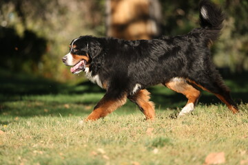 Bernese mountain dog walking in park