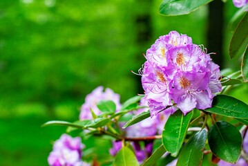 Obraz premium Selective focus of purple rhododendron flowers growing in a garden with a blurry background