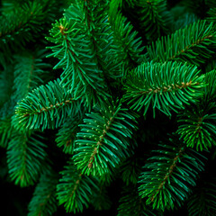 Close-up of vibrant green spruce branches.