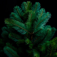 Close-up of vibrant green spruce branches.