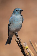 Mountain Bluebird (Sialia currucoides) Eastern Oregon