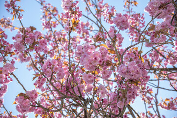 kirschblüte