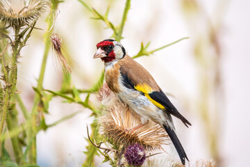 European goldfinch, feeding on the seeds of thistles. Carduelis carduelis.