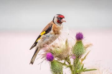 European goldfinch, feeding on the seeds of thistles. Carduelis carduelis.
