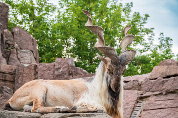 Close-up portrait of Markhor, Capra falconeri, wild goat native to Central Asia, Karakoram and the...