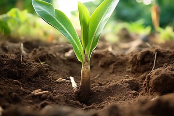 Banana sapling emerging from soil