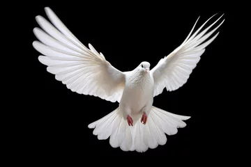 Fotobehang Flying white dove isolated on black background with clipping path. Studio shot. © Formoney