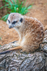 Fototapeta premium Meerkat, Suricata suricatta, on hind legs. Portrait of meerkat standing on hind legs with alert expression. Portrait of a funny meerkat sitting on its hind legs.