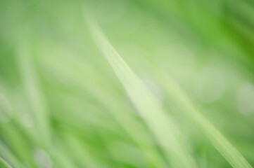 Defocus light blurred natural bokeh of green grass as background.