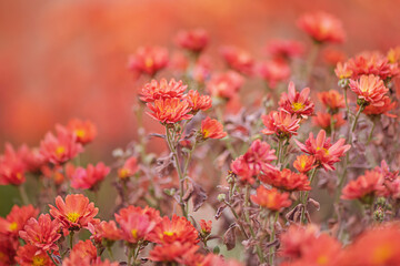 Orange chrysanthemum autumn flowers on orange blurred background.