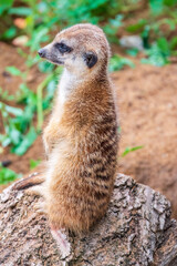 Fototapeta premium Meerkat, Suricata suricatta, on hind legs. Portrait of meerkat standing on hind legs with alert expression. Portrait of a funny meerkat sitting on its hind legs.